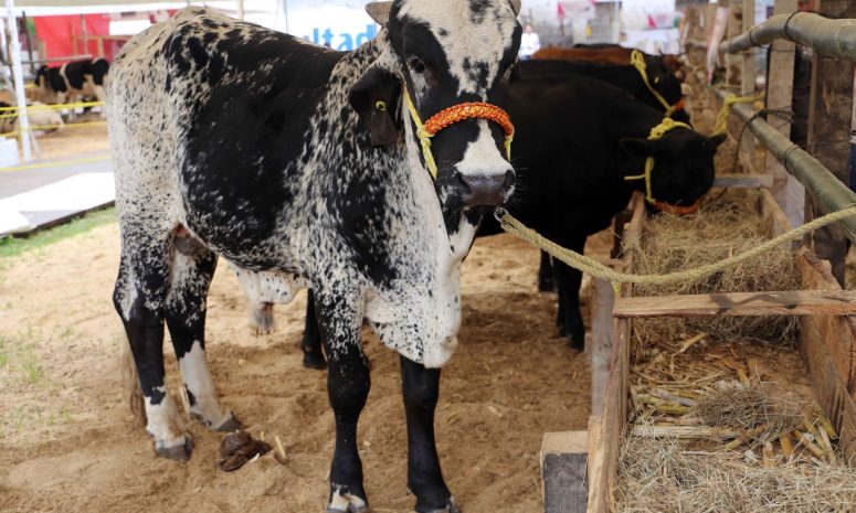 Por nuevo caso de gusano barrenador, EU frena importación de ganado