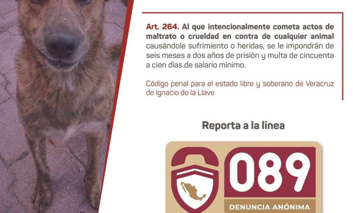Qué tan grave es el maltrato animal en Xalapa? Las cifras - Diario de  Xalapa