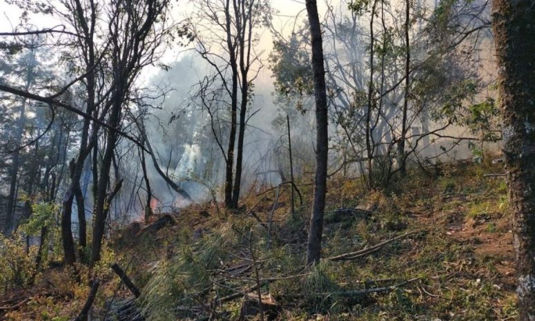 Combaten 16 mil personas 120 incendios forestales activos en México