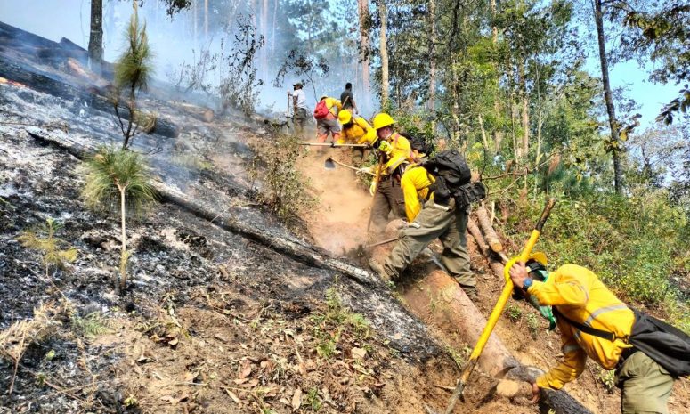 Avanza control de incendios en altas montañas; van 1,670 hectáreas dañadas
