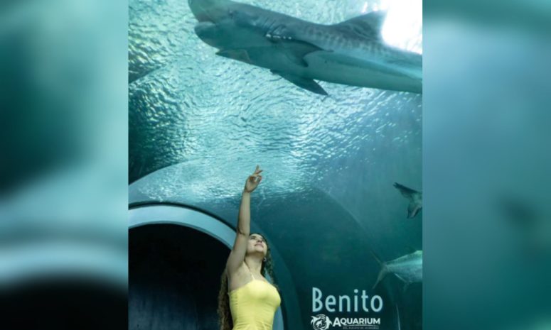Muere Benito en el Aquarium de Veracruz; PMA informa un mes después