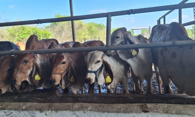 Exhorta Sedarpa a ganaderos a evitar el uso de pollinaza