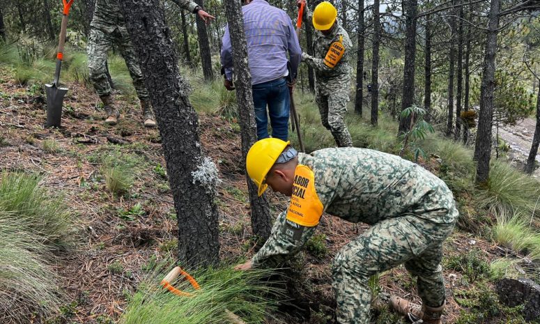 Apoya Defensa en reforestar área del Parque Nacional Pico de Orizaba