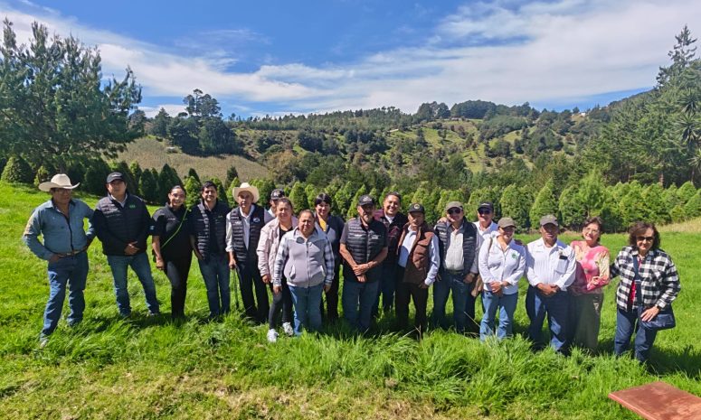 Arranca época navideña en Las Vigas; 20 mil arbolitos listos para venta